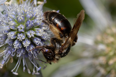 Andrena