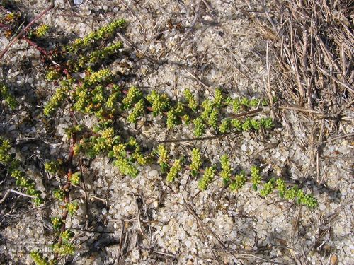 Herniaria ciliolata (Herniaria ciliolata)