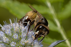 Andrena