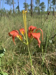 Lilium catesbaei image