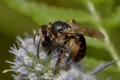 Andrena
