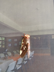 Citheronia splendens