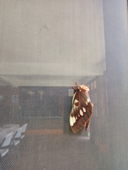 Citheronia splendens