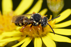 Nomada