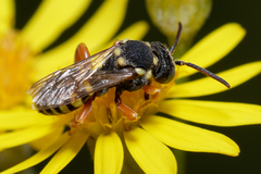 Nomada