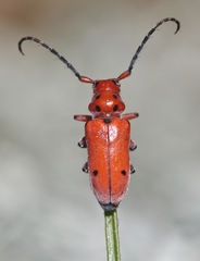 Tetraopes texanus