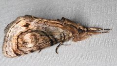 Zalissa catocalina