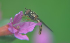 Syrphidae