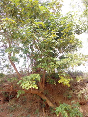 Lonchocarpus sericeus