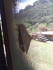 Citheronia splendens