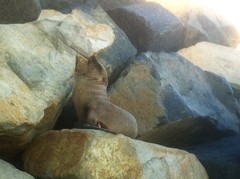 Zalophus californianus