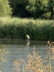 Ardea cinerea