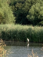 Ardea cinerea
