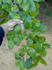 Lonchocarpus sericeus