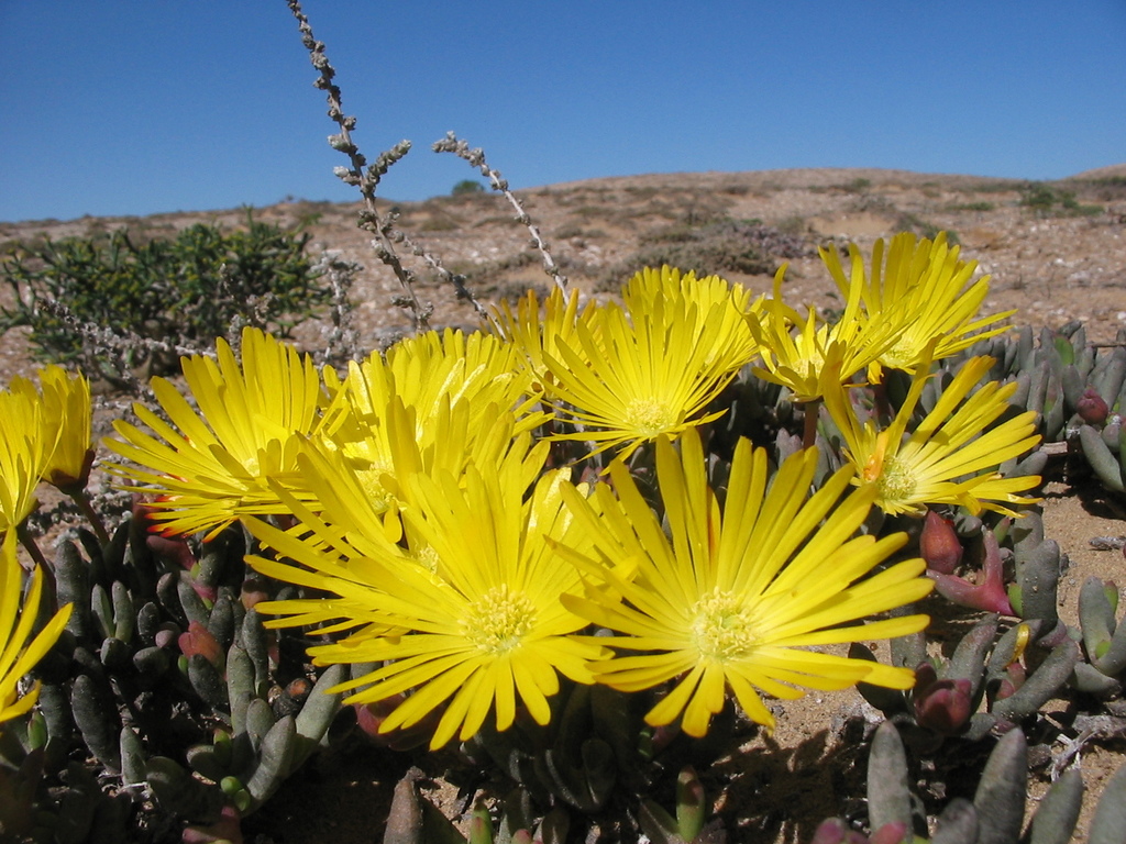 Cephalophyllum ebracteatum