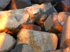 Zalophus californianus