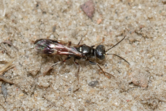 Alysson spinosus