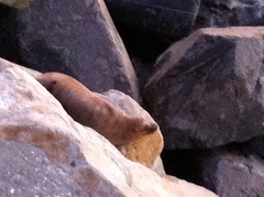 Zalophus californianus