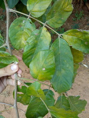 Lonchocarpus sericeus