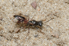 Alysson spinosus