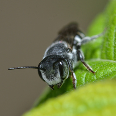 Megachile campanulae