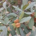 Quercus oblongifolia - Photo no hay derechos reservados, subido por aiwendil