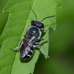 Megachile campanulae