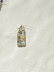 Argyrotaenia kimballi