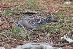 Streptopelia orientalis