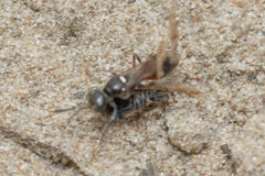 Alysson spinosus