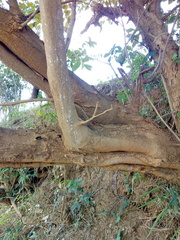 Lonchocarpus sericeus