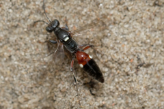 Alysson spinosus