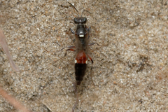 Alysson spinosus