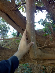 Lonchocarpus sericeus