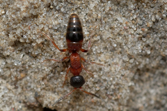 Myrmosa atra