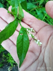 Persicaria