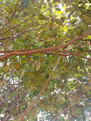 Lonchocarpus sericeus