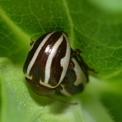 Calligrapha bidenticola