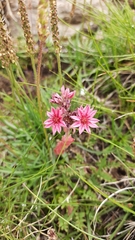Sempervivum arachnoideum