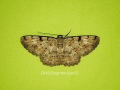 Ectropidia shoreae