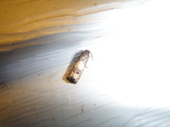 Notocelia rosaecolana