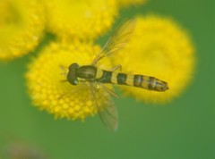 Syrphidae