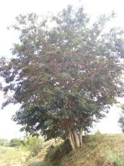 Lonchocarpus sericeus