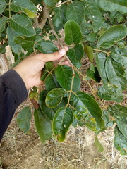 Lonchocarpus sericeus