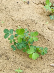 Arachis hypogaea