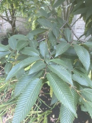 Carpinus japonica