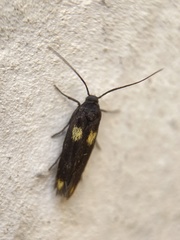 Scythris sinensis