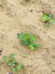 Arachis hypogaea