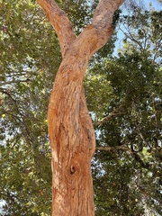 Eucalyptus nicholii