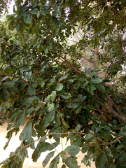 Lonchocarpus sericeus